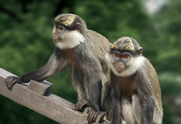 Monkey World monkeys rescued from Lebanon